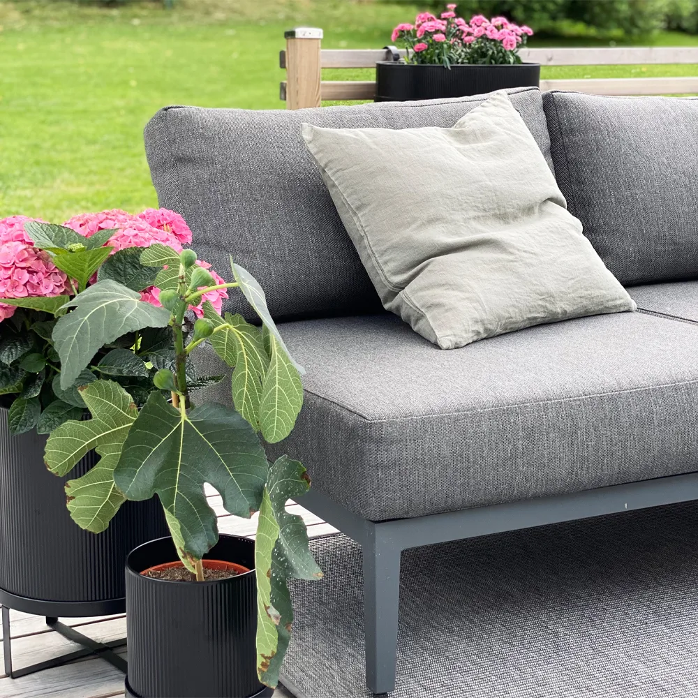 Santander fotskammel, Grå 1898