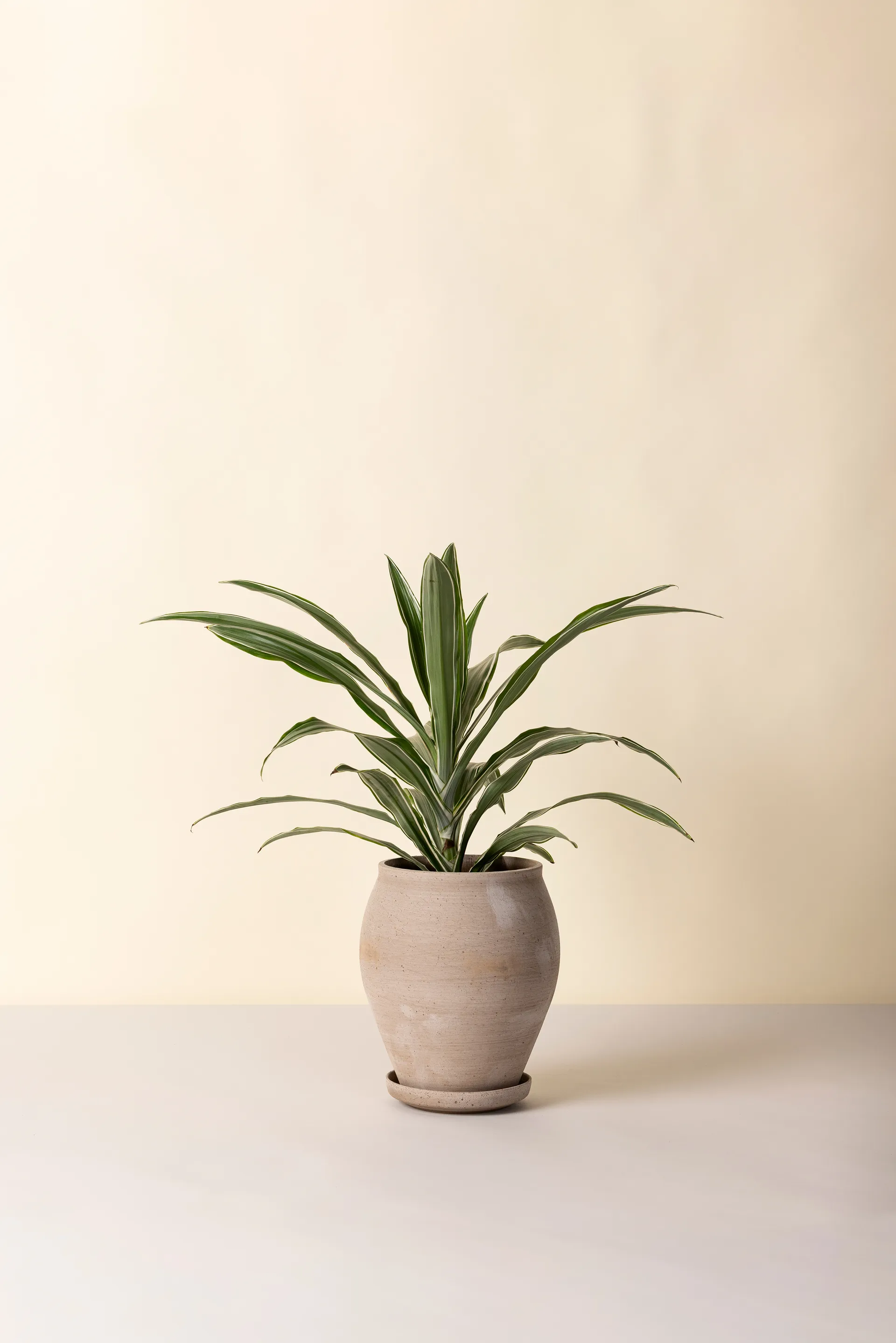 Delphi potte med fat 2 deler, Grey, Ø22 cm, tall Bergs Potter