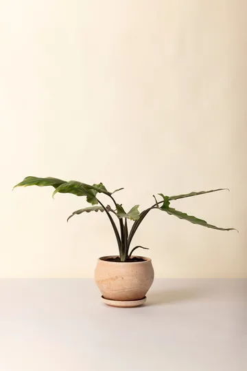 Delphi potte med fat 2 deler - Rosa, Ø24 cm, low - Bergs Potter