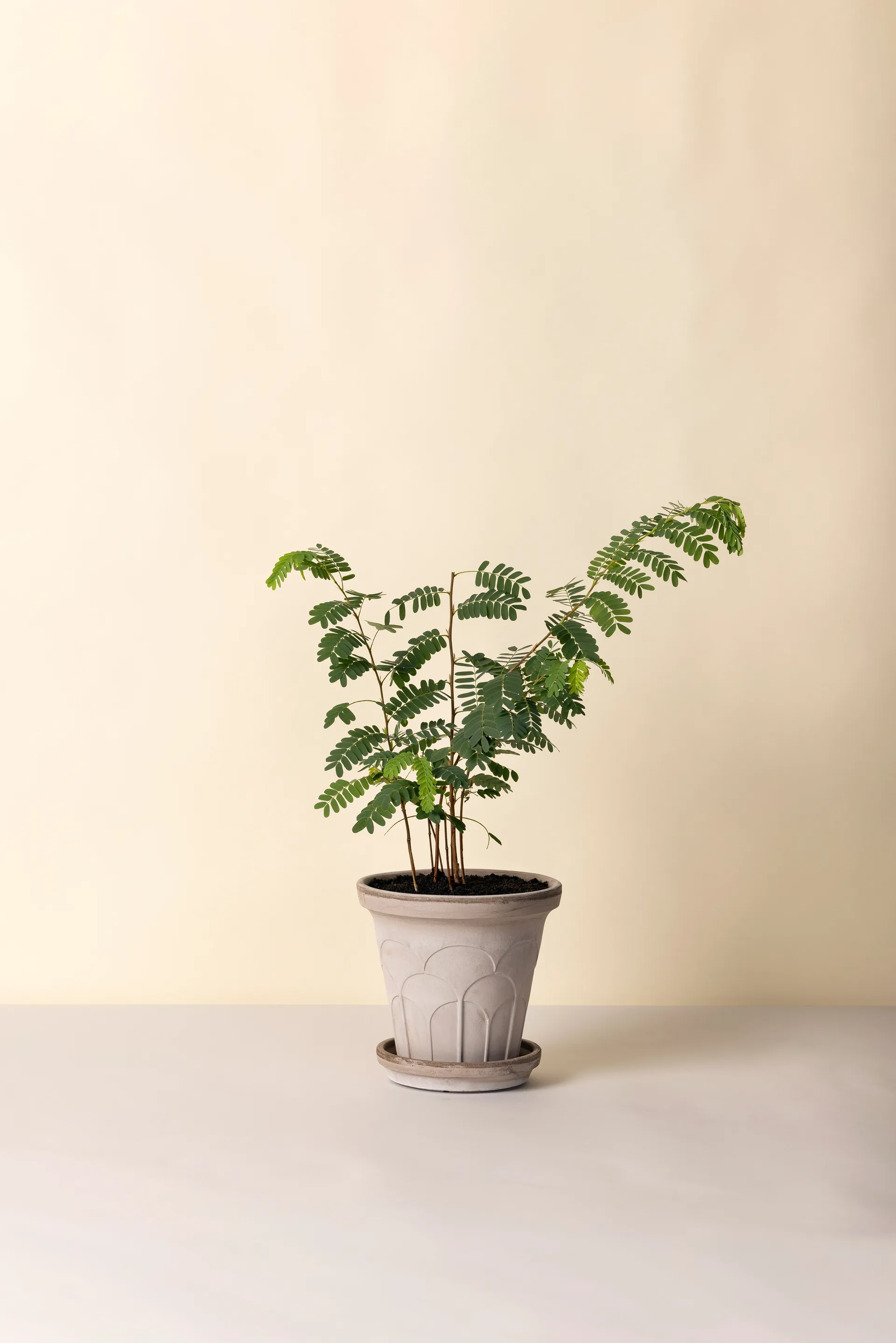 Fleur potte med fat 2 deler, Grey, Ø21 cm Bergs Potter