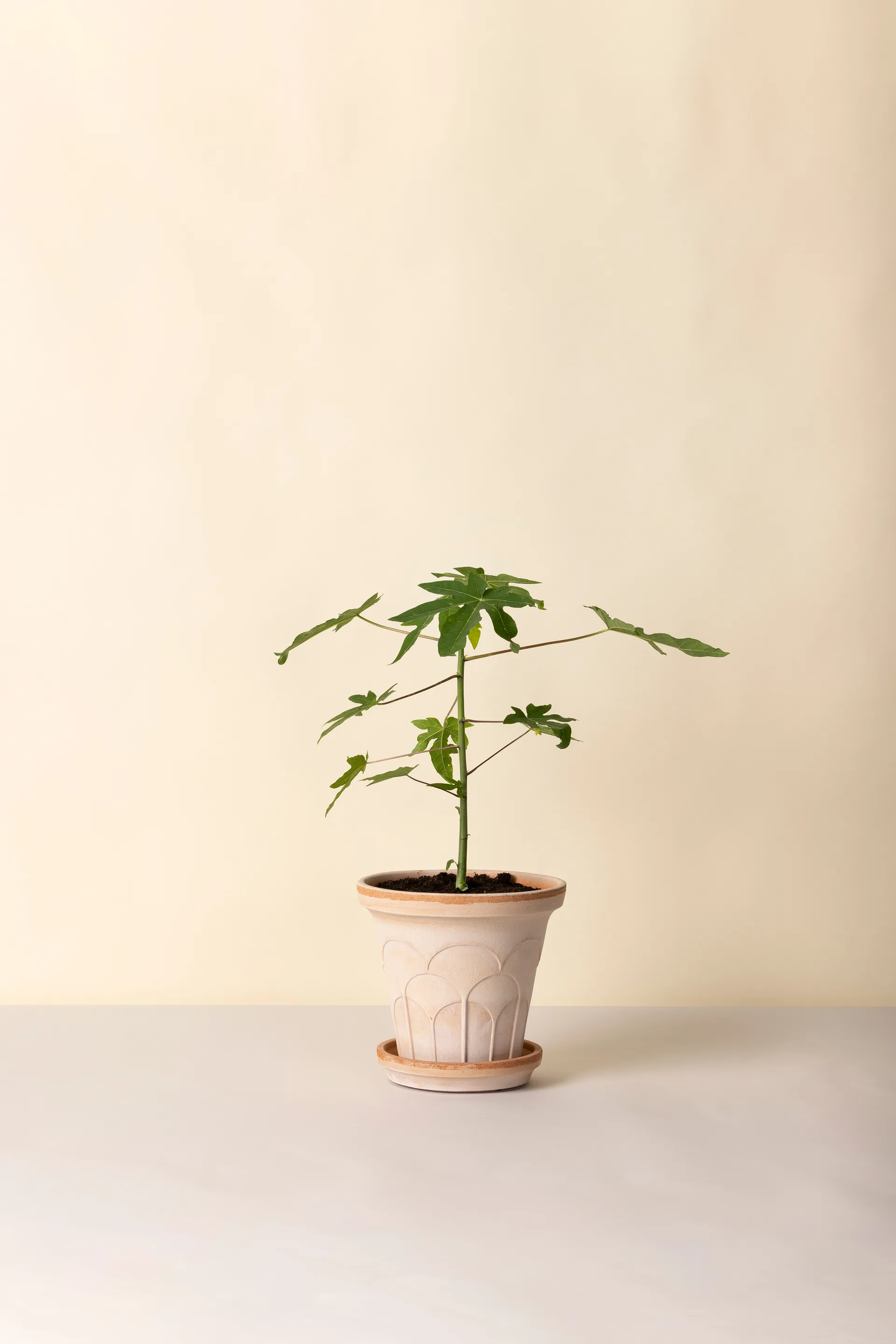 Fleur potte med fat 2 deler, Rosa, Ø21 cm Bergs Potter