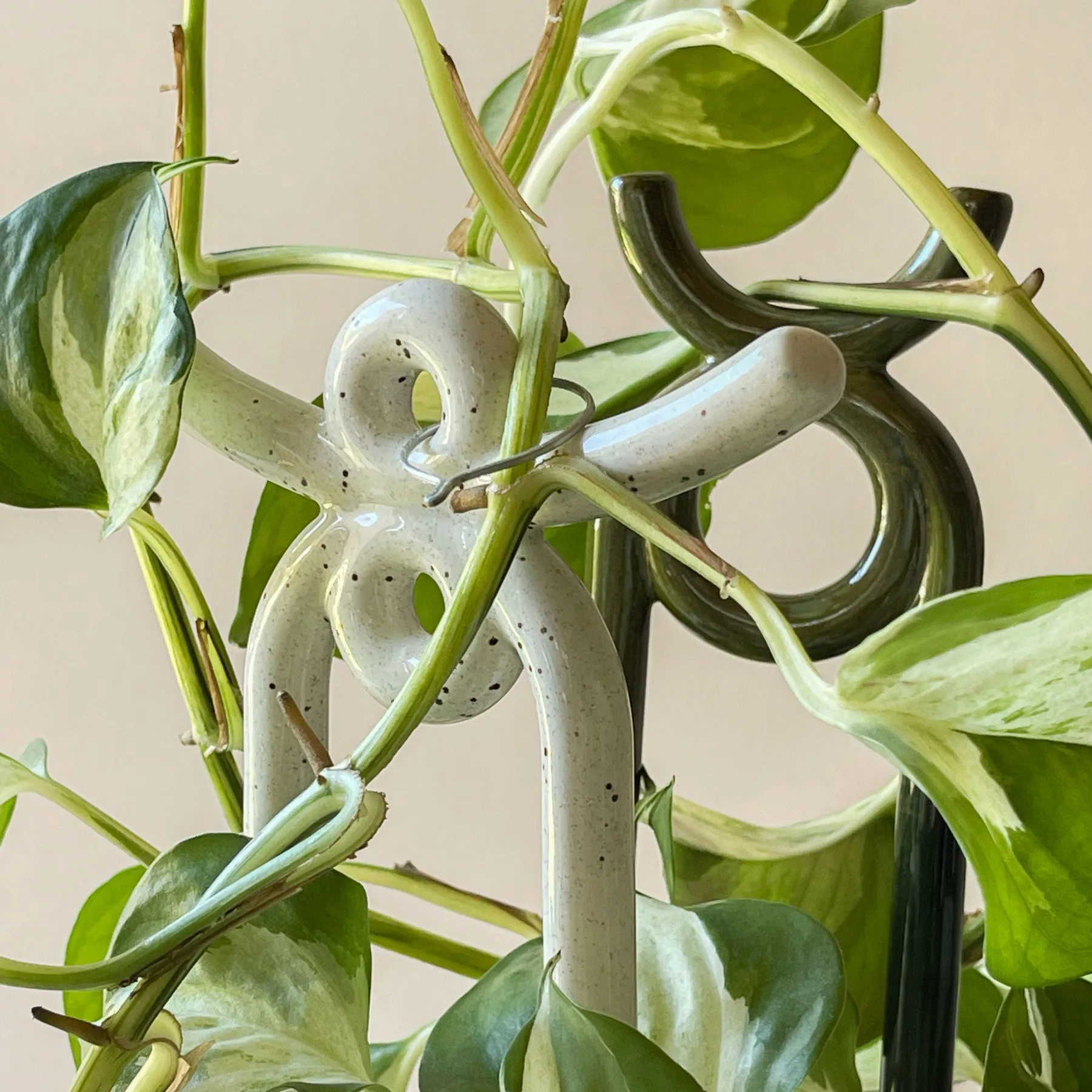 Folk Yuma plantebeskyttelse, Pebble White Bergs Potter