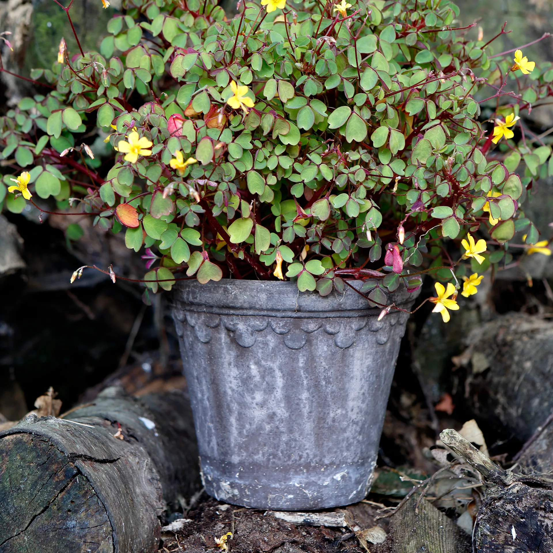 København krukke Ø16 cm, Grå Bergs Potter