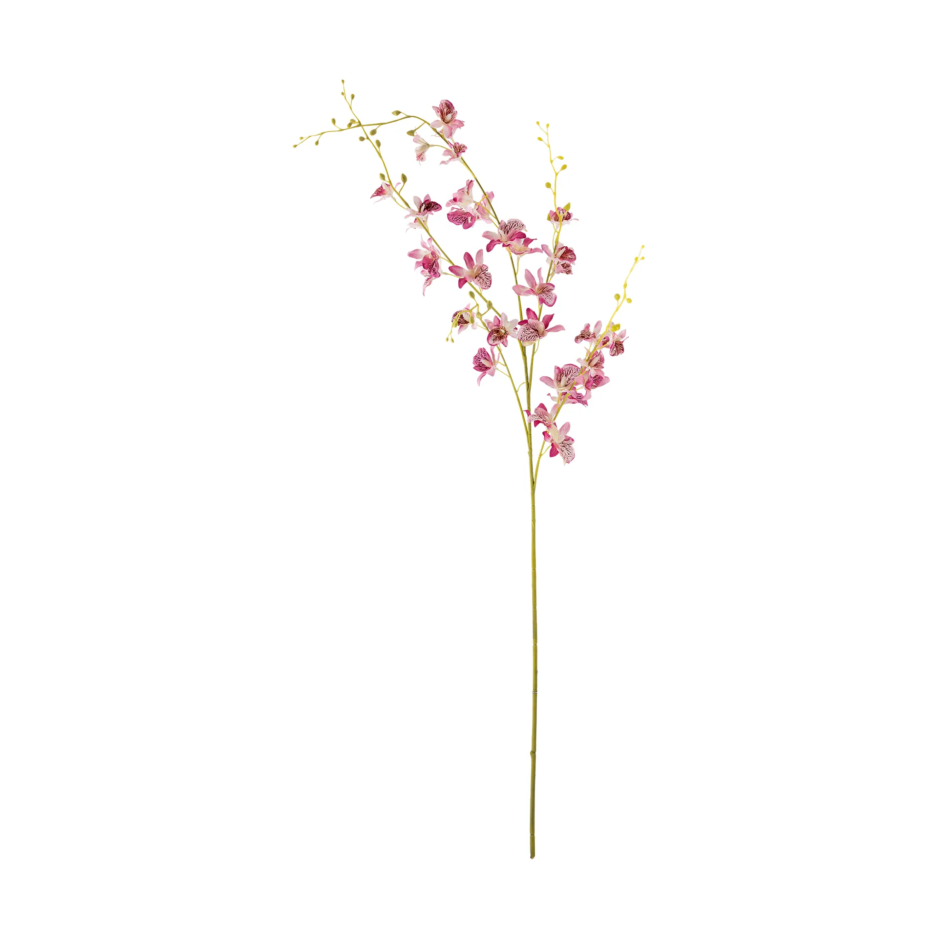 Stilk orkidé vokseblomst, Pink Bloomingville