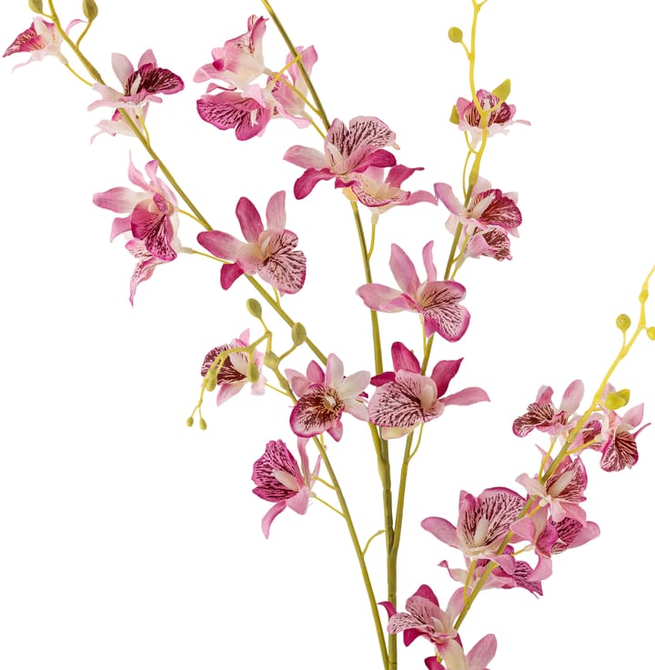 Stilk orkidé vokseblomst, Pink Bloomingville