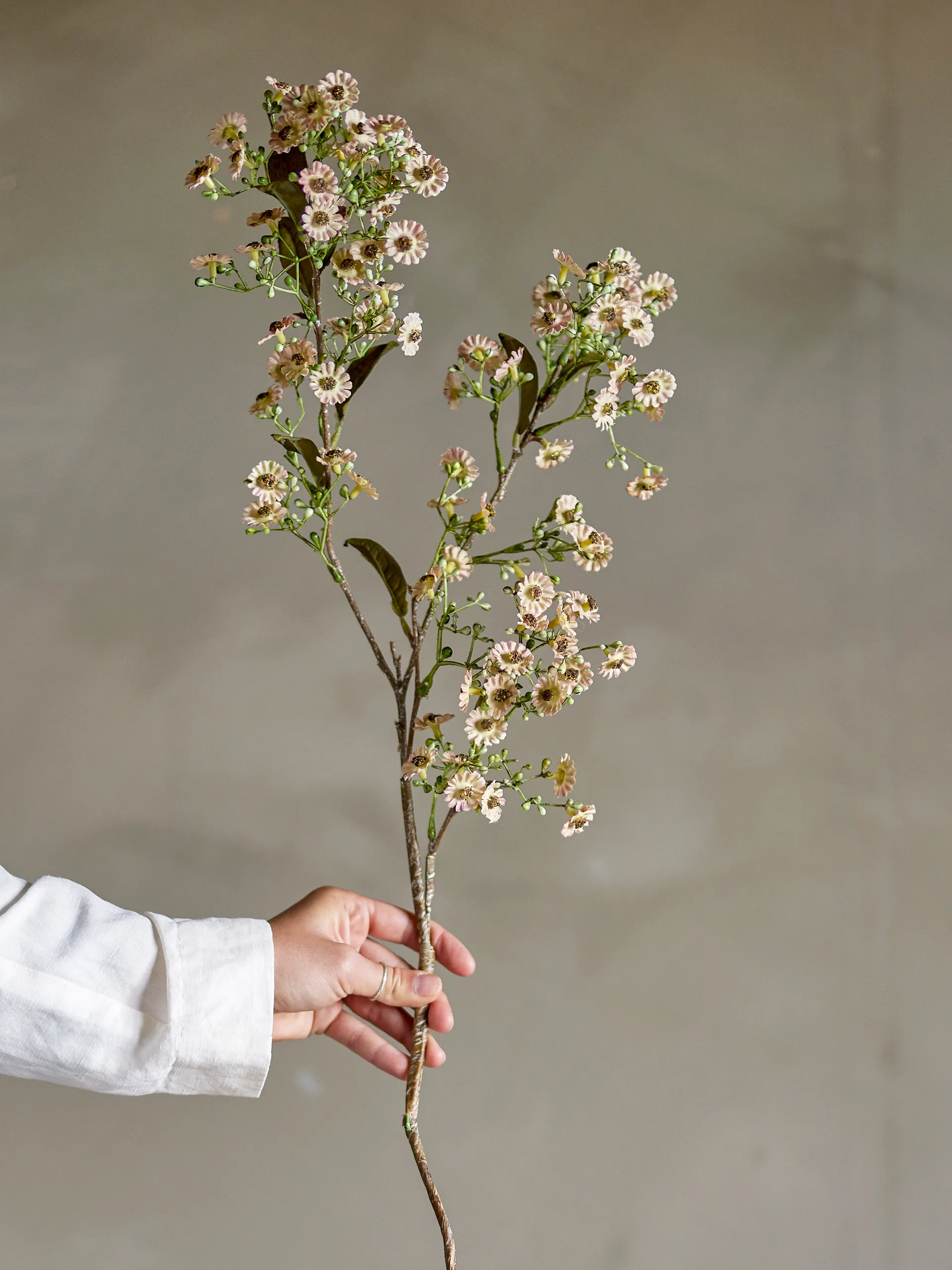 Stilk voksblomst, Hvit Bloomingville