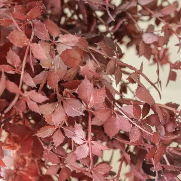 Burgundy Maple Branch kunstig bukett - 107 cm, 4 stk - Botané