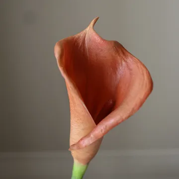 Kalla-lilje kunstig bukett - Brun, 62 cm, 8 stk - Botané