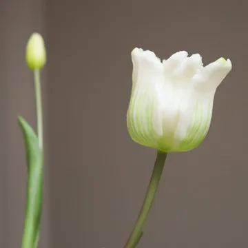 Tulipaner Triumph kunstig bukett - Hvit, 10 stk - Botané