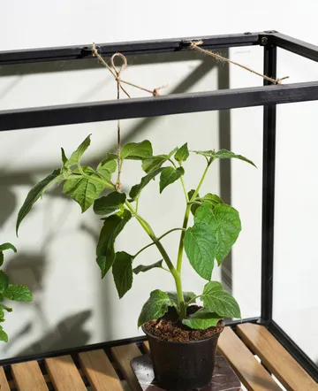 Grower Greens planteskap - Svart, 81x137 cm - Brafab