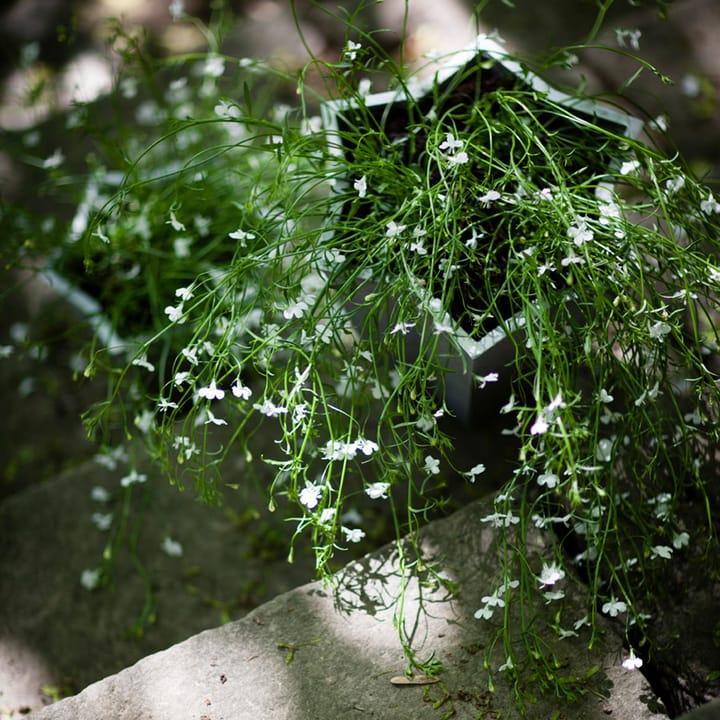 Stjärnkruka potte - Aluminium, lav Ø23 cm - Byarums bruk