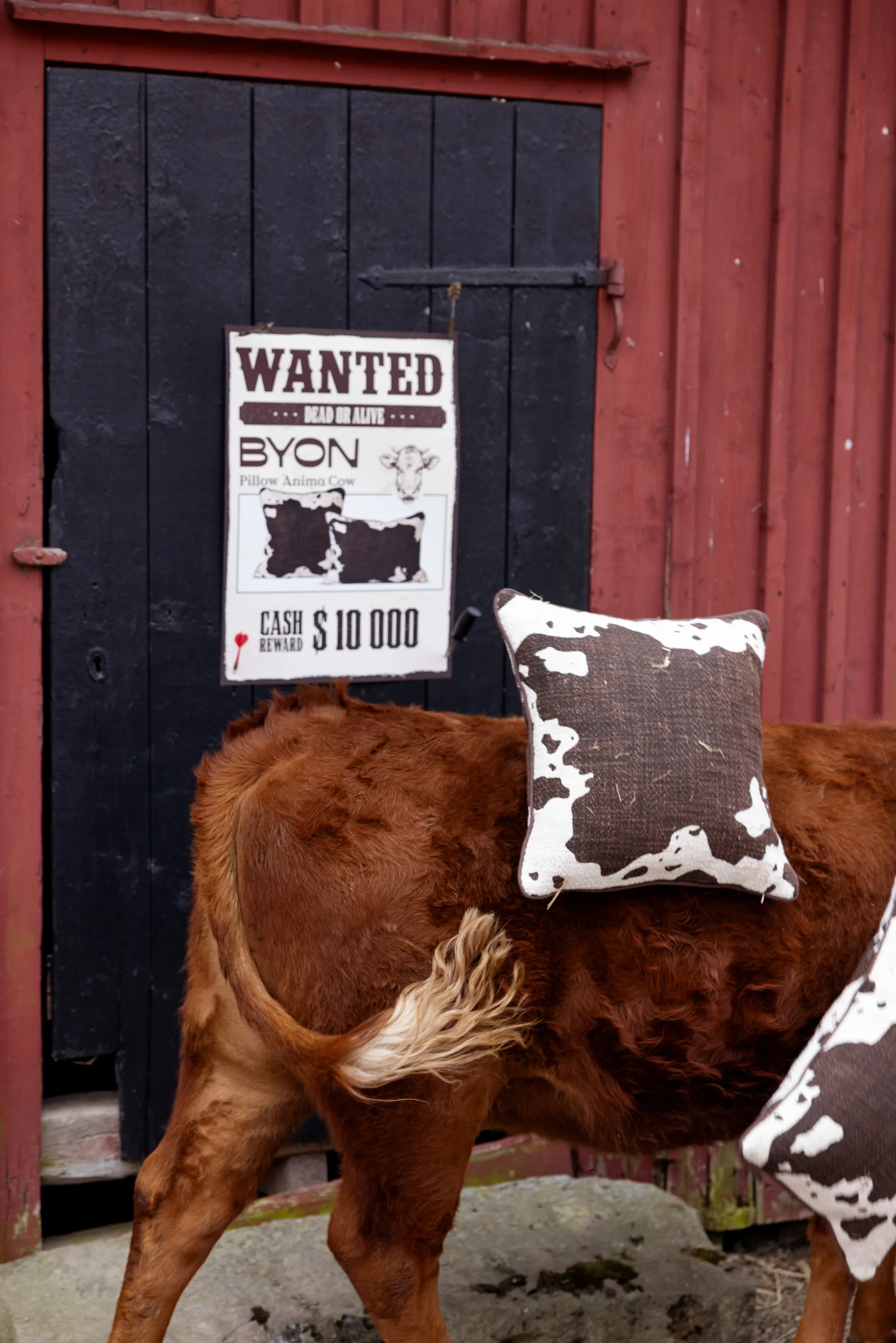 Anima pute M 50x50 cm, Cow Byon