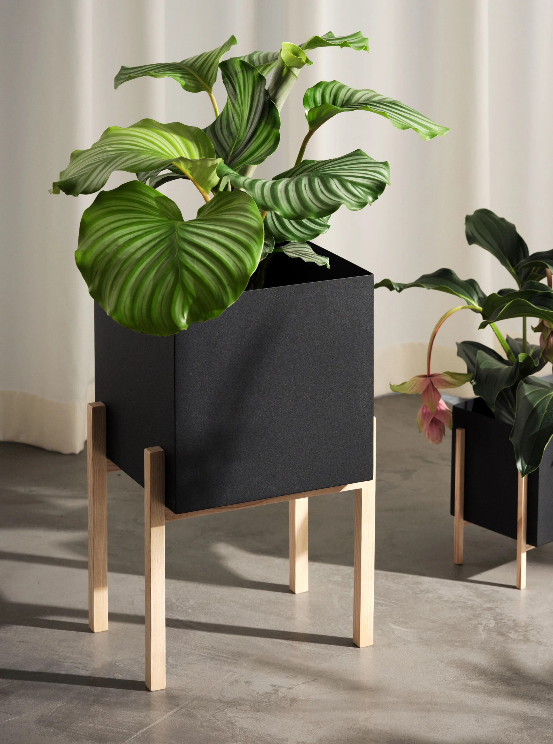 Botanic pedestal krukke, Svart-ask Design House Stockholm