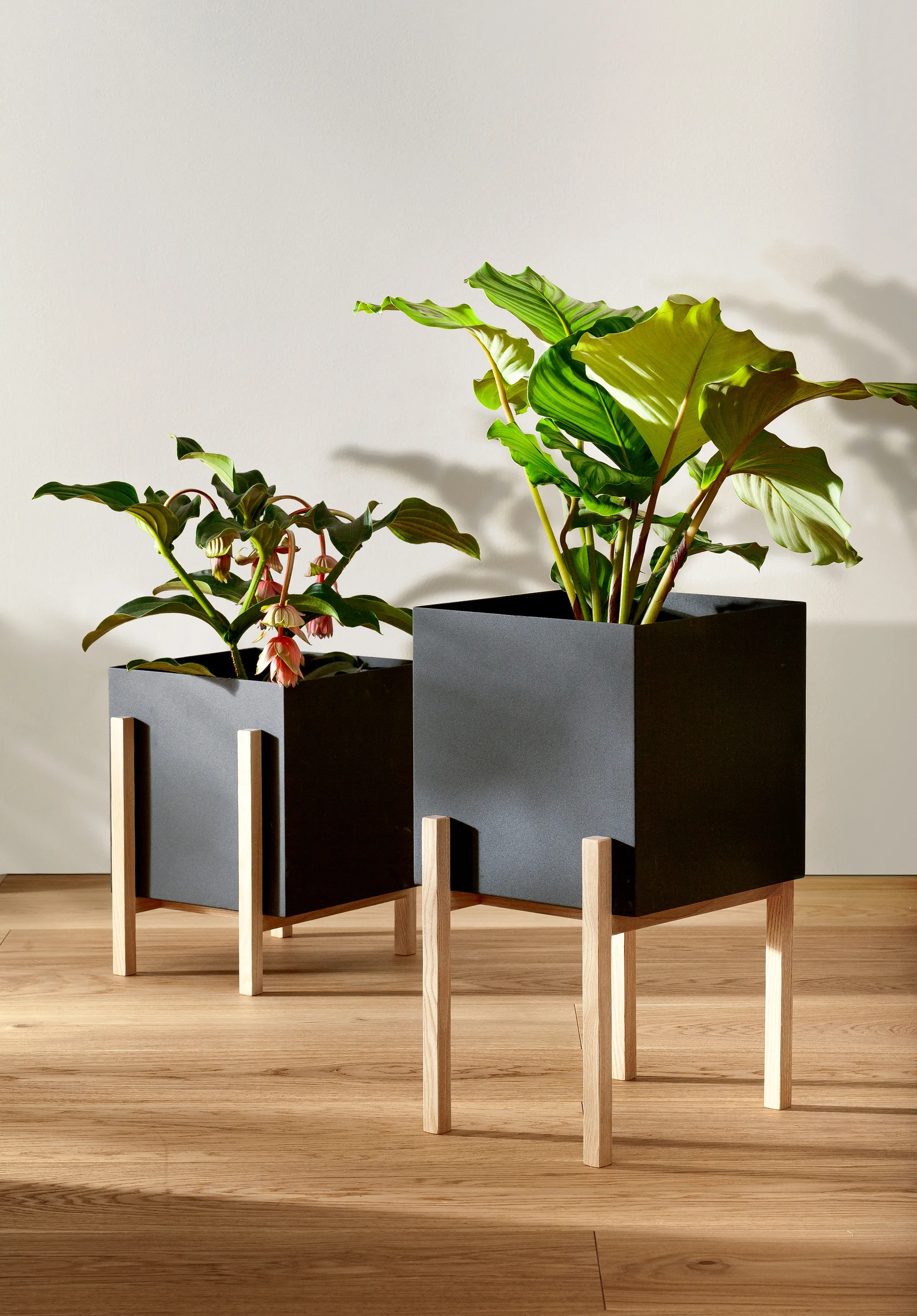 Botanic pedestal krukke, Svart-ask Design House Stockholm