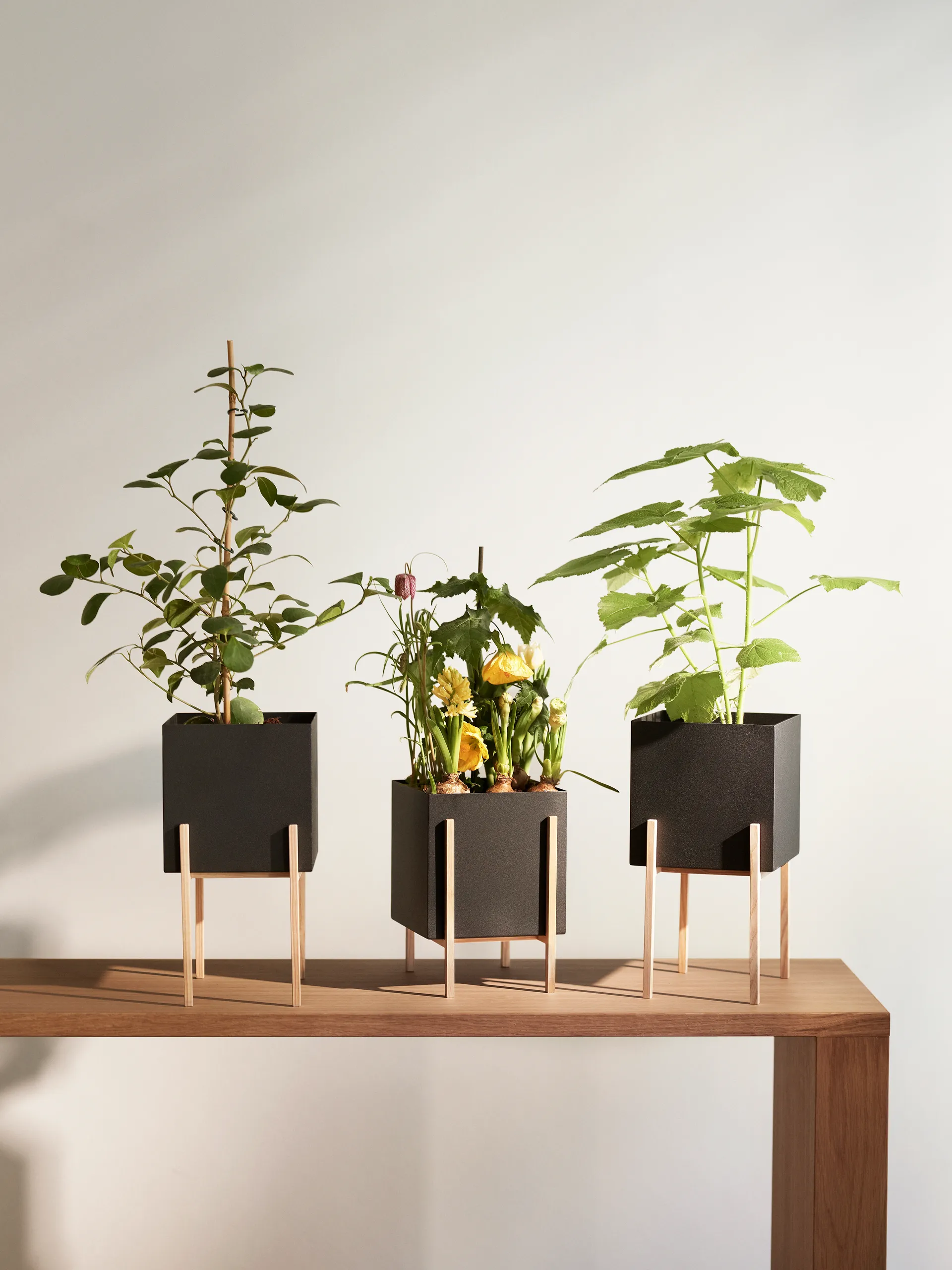 Botanic pedestal krukke, Svart-ask Design House Stockholm