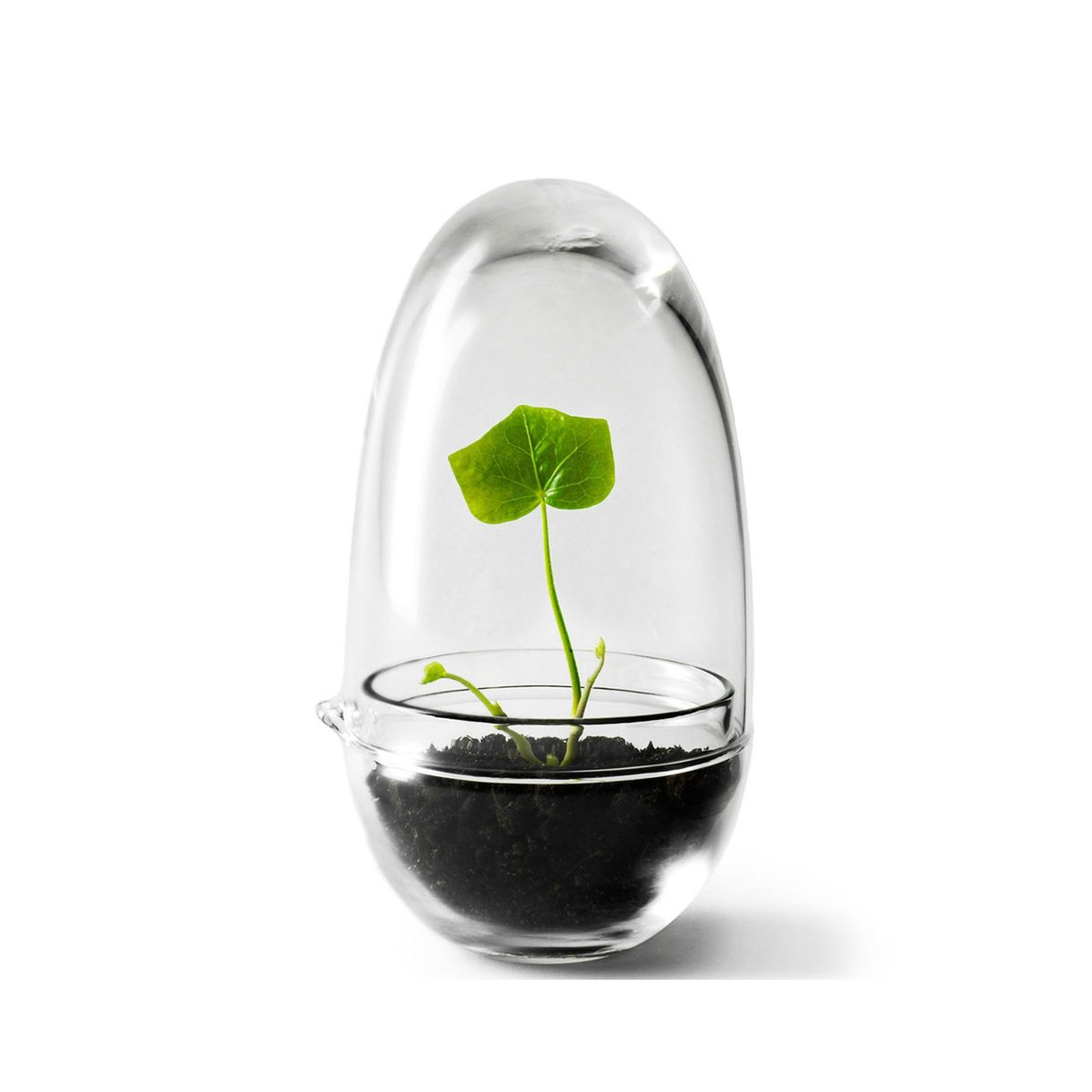 Bilde av Design House Stockholm Grow vekstkuppel Small ø8 cm