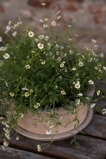 Ernst terrakottapotte med fat - Ø33x12 cm - ERNST