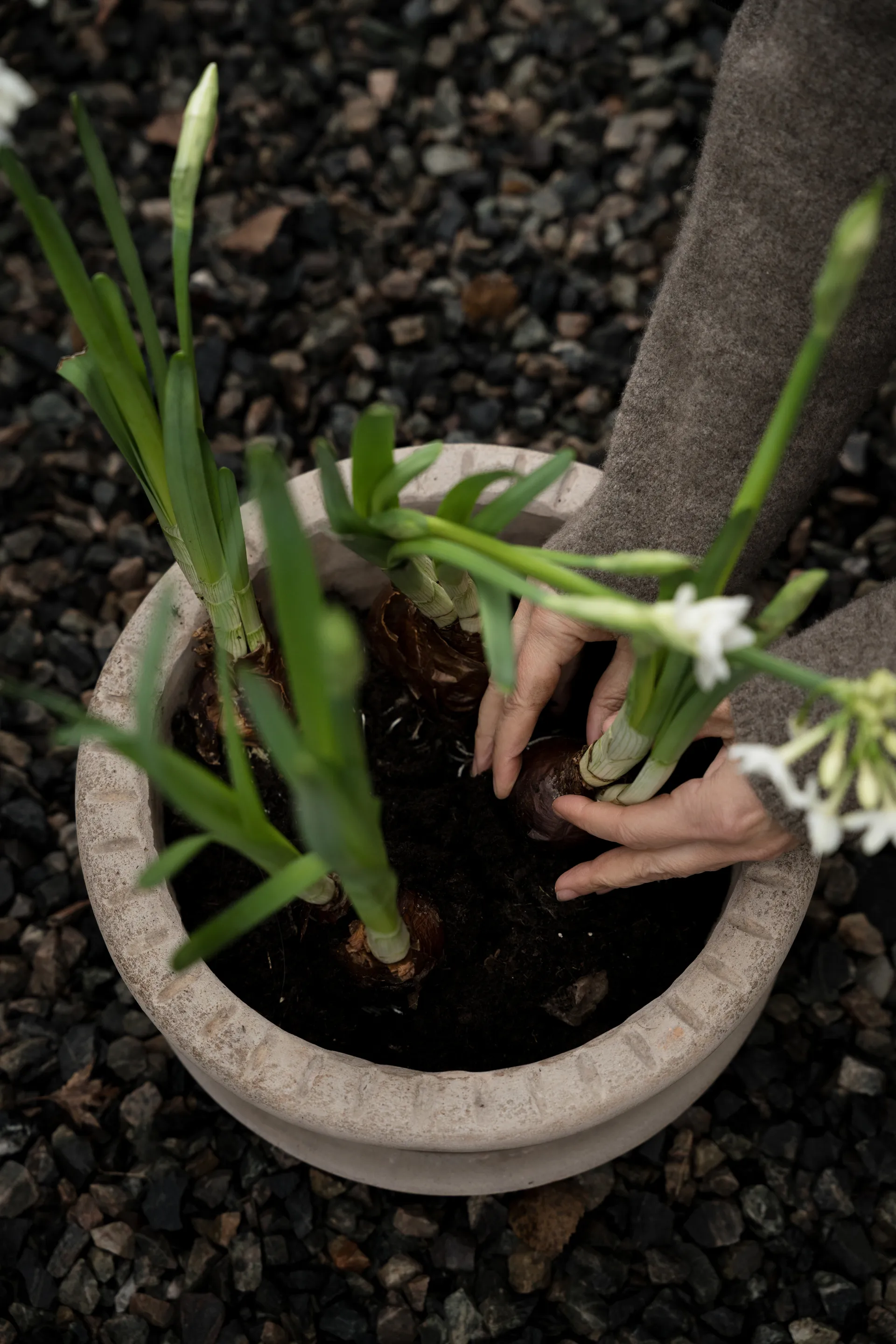 Ernst terrakottapotte med fat, Ø33x12 cm ERNST