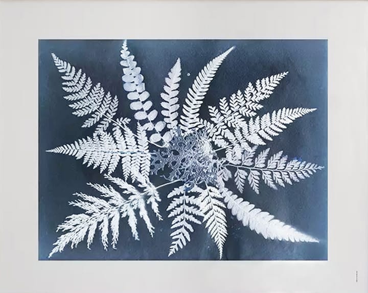 Fern star plakat - 40 x 50 cm - Fine Little Day