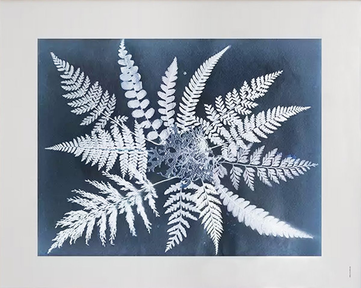 Fern star plakat 40 x 50 cm