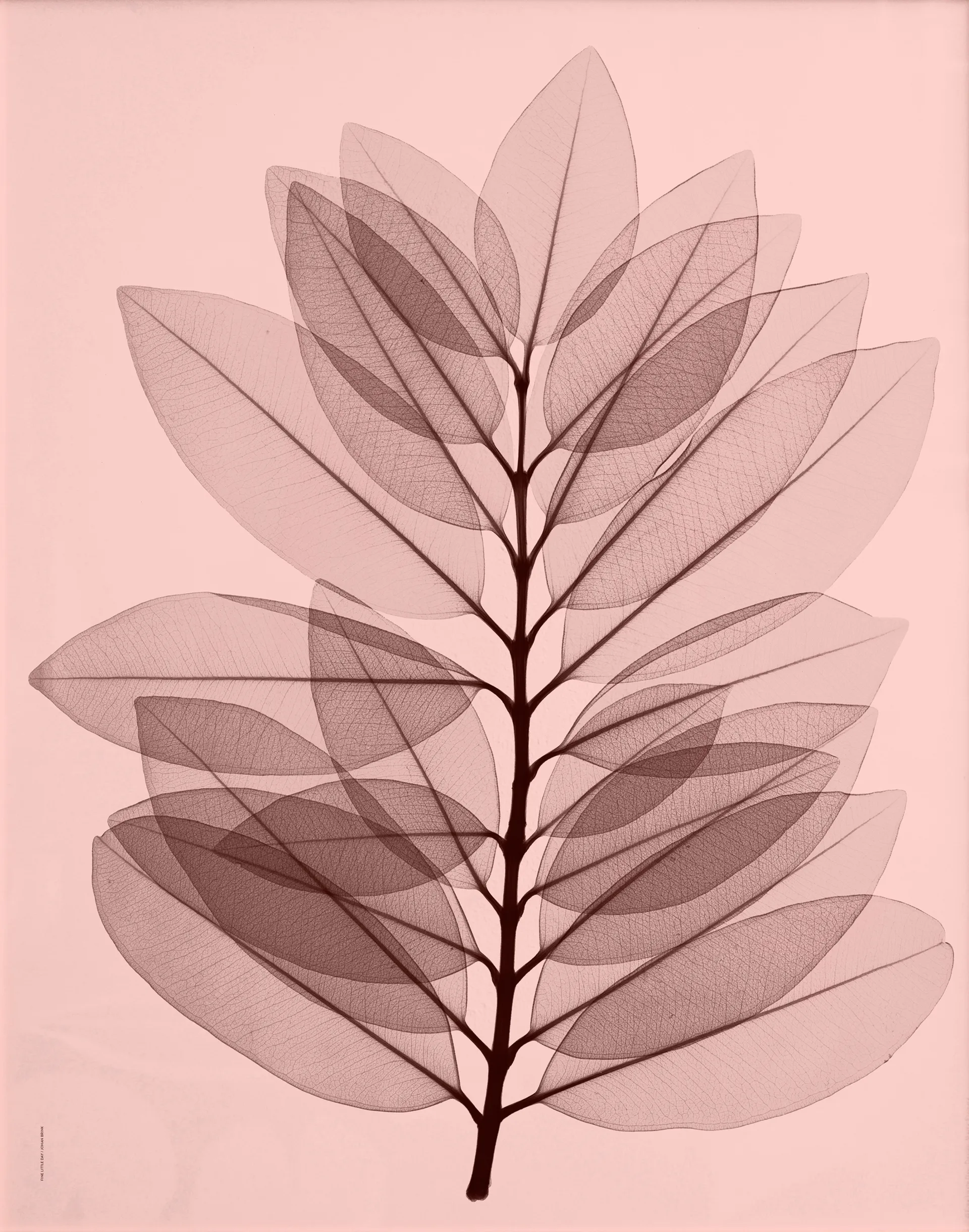 Metrosideros excelsea plakat, 40 x 50 cm Fine Little Day