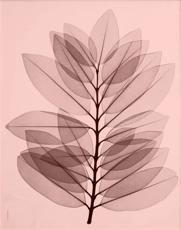 Metrosideros excelsea plakat - 40 x 50 cm - Fine Little Day