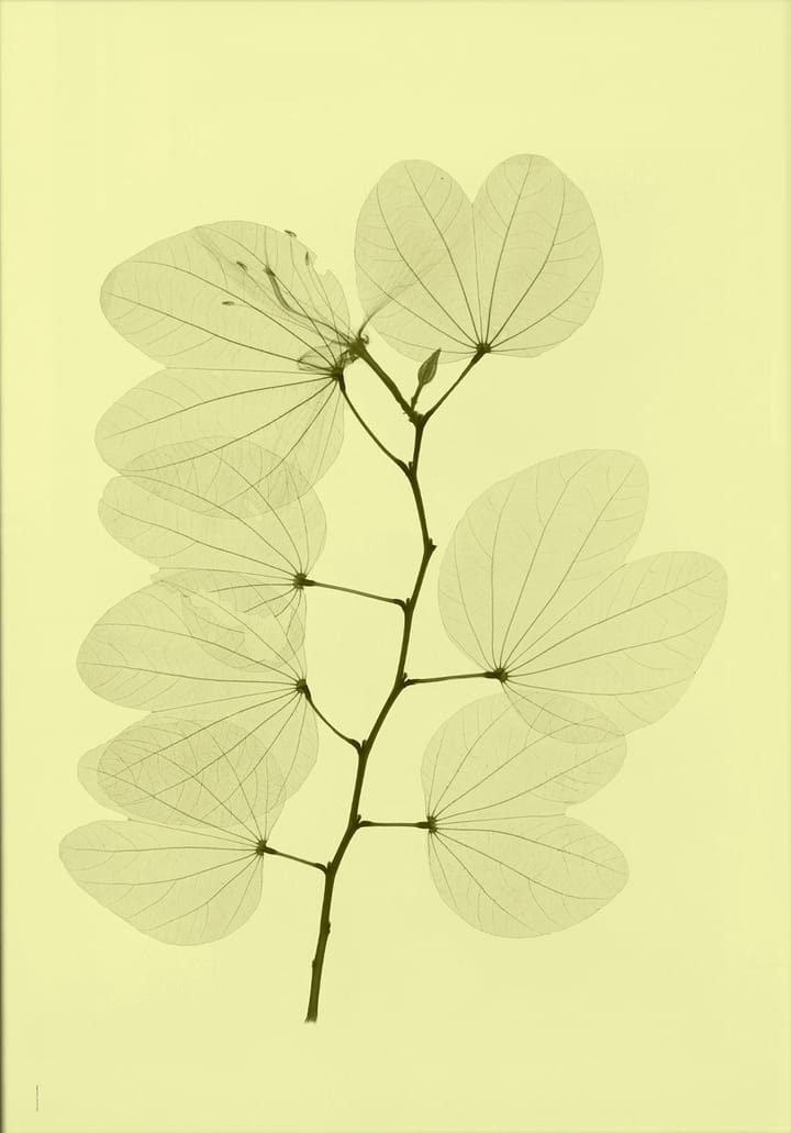 Orkidebauhinia plakat - 70 x 100 cm - Fine Little Day