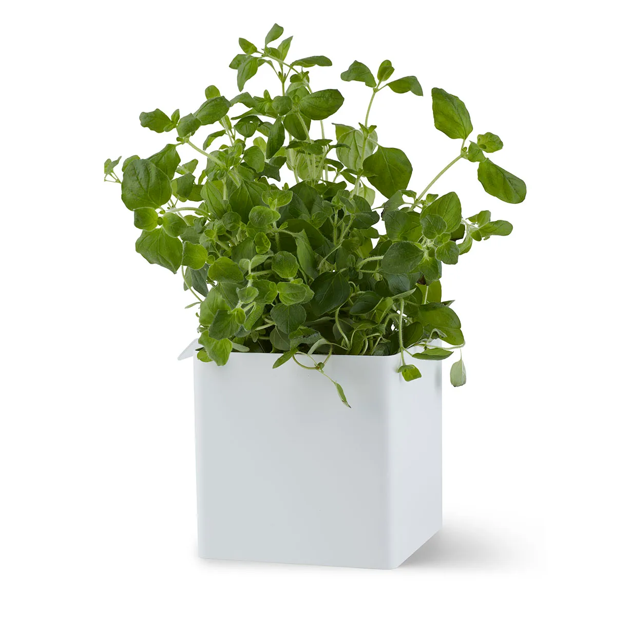 Flex Box liten 10,5 cm, Hvit Gejst