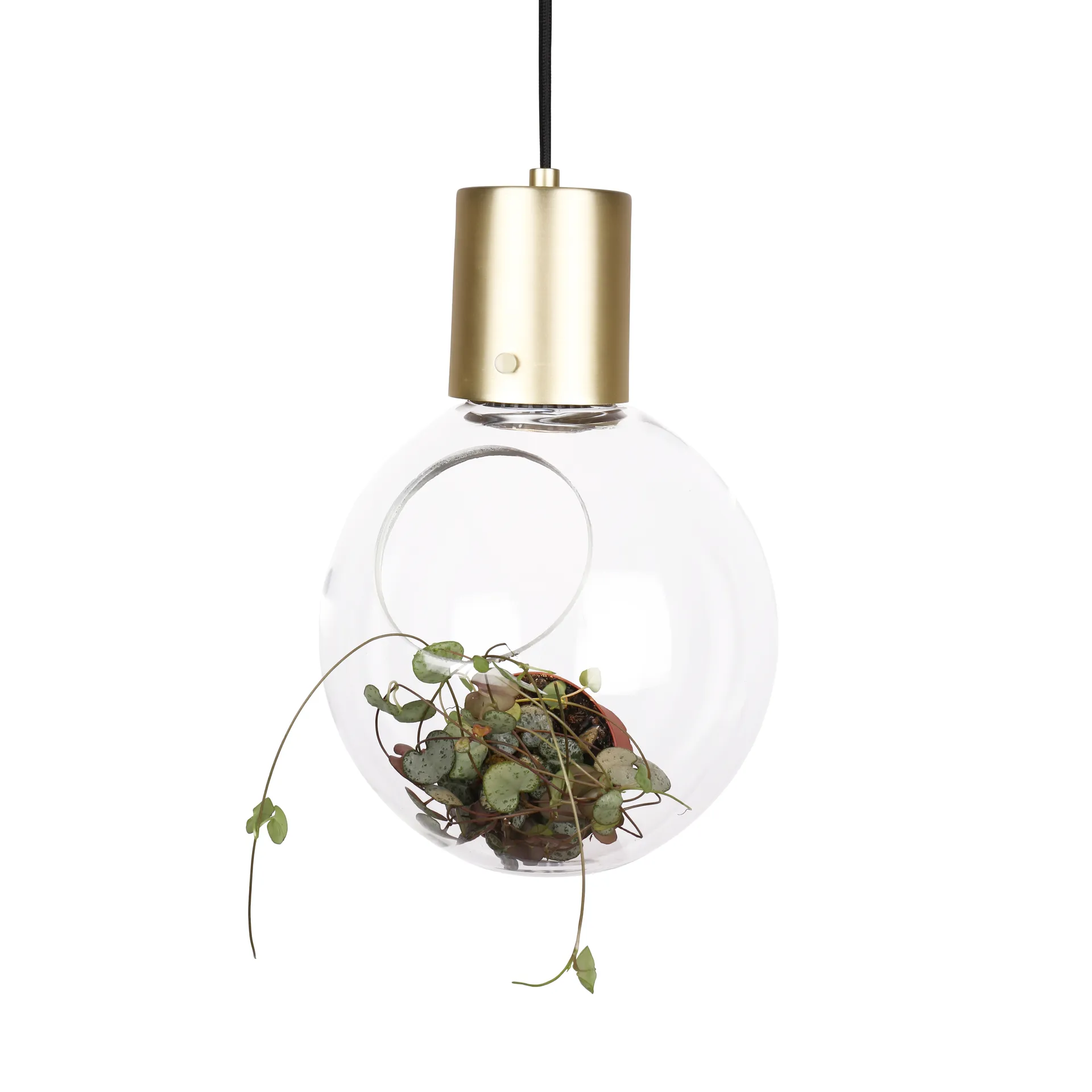 Mini Hole taklampe, klar-messing Globen Lighting