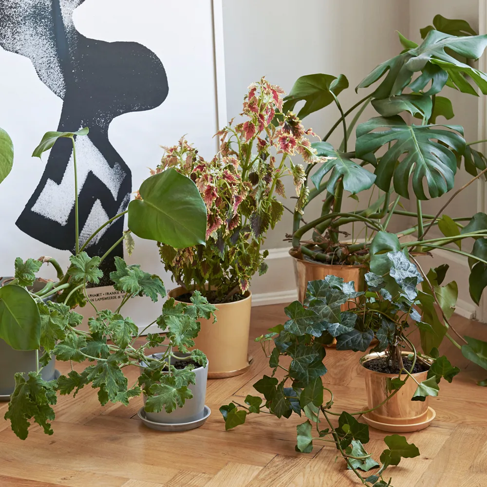 Botanical Family krukke, Dusty green, xl, med fat ø22 cm HAY