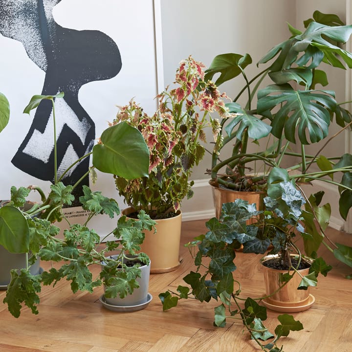 Botanical Family krukke, Dusty green, xl, med fat ø22 cm HAY