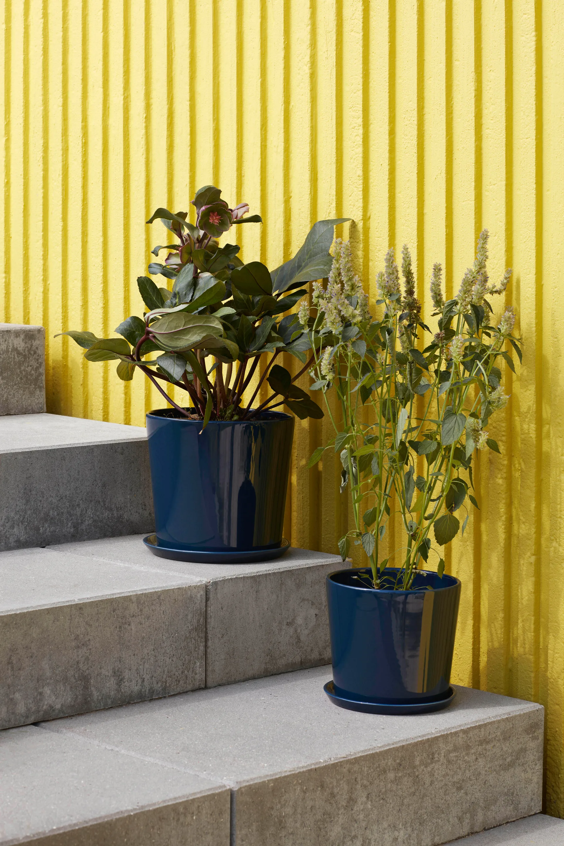 Botanical Family krukke XL Ø22 cm, Dark blue HAY