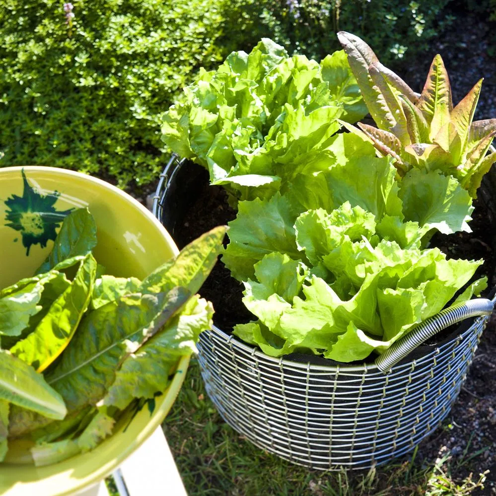 Korbo classic 24, rustfritt stål KORBO