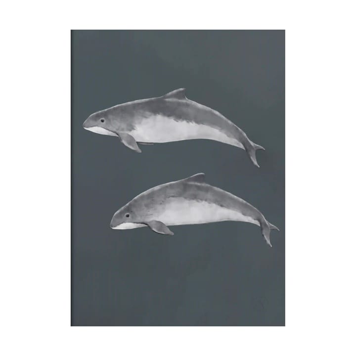 Østersjøtumler poster - 50x70 cm - Kunskapstavlan®