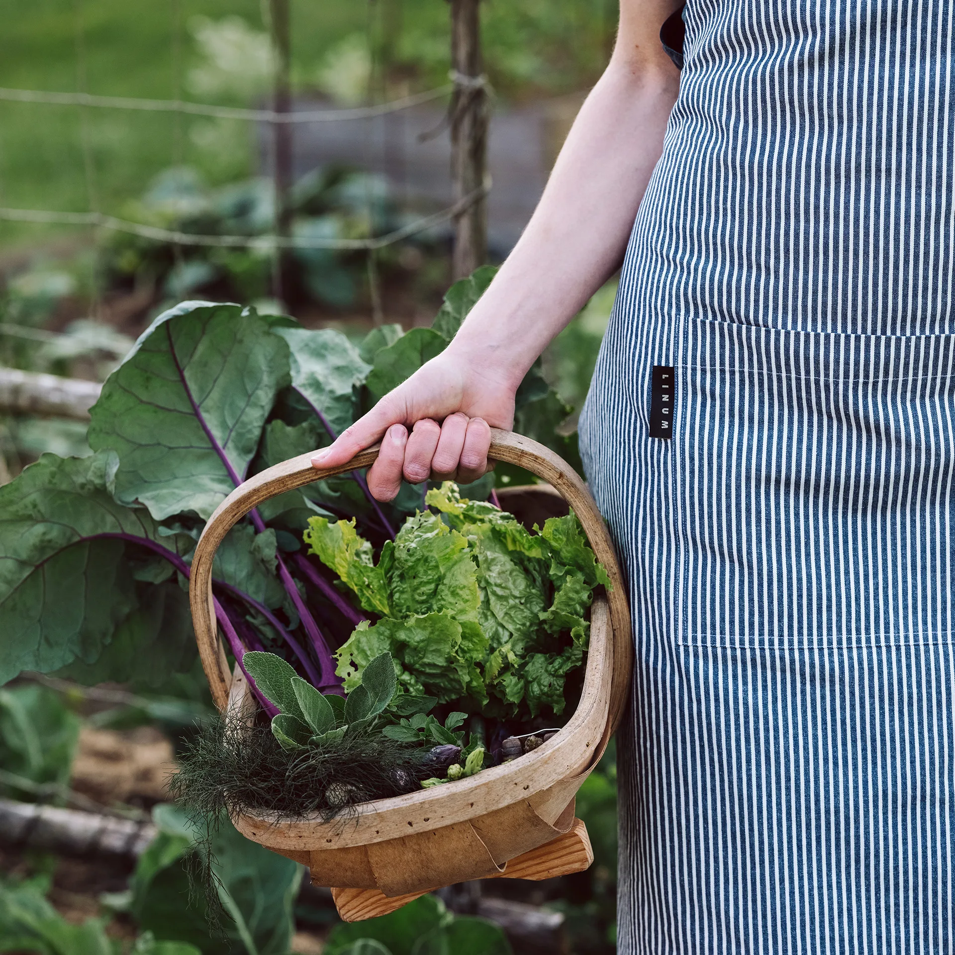 Emma forkle, Indigoblå Linum