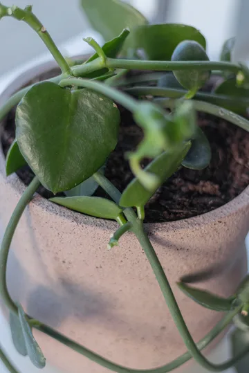 Stone blomsterpotte Ø 17 cm - Blush - Mette Ditmer