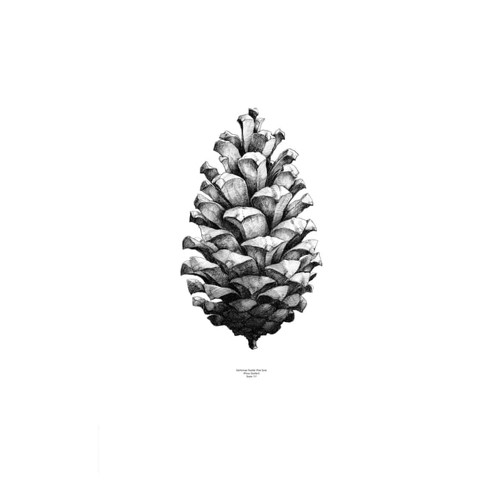 1:1 Pine Cone poster - hvit, 50x70 cm - Paper Collective
