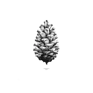 1:1 Pine Cone poster - hvit, 50x70 cm - Paper Collective