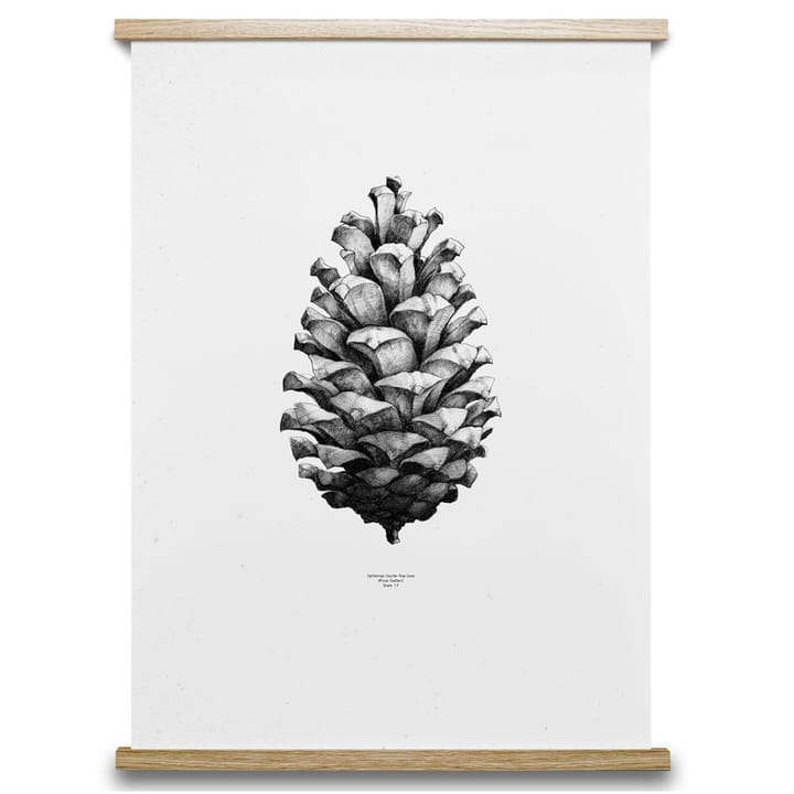 1:1 Pine Cone poster - hvit, 50x70 cm - Paper Collective