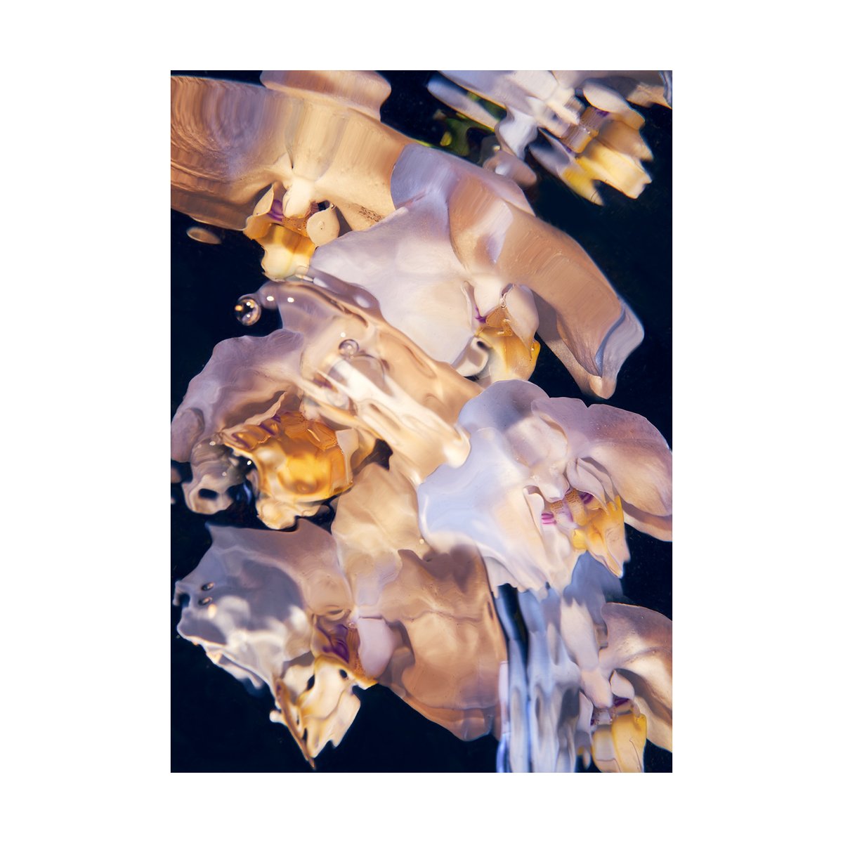 Paper Collective Flora Aquatica 01 poster 70x100 cm