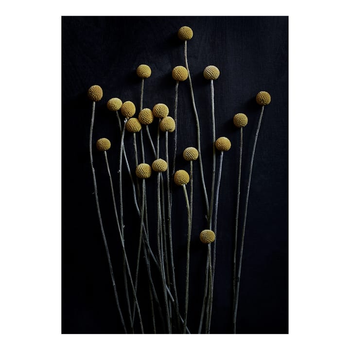 Stil Life 01 Yellow Drumsticks poster - 50x70 cm - Paper Collective