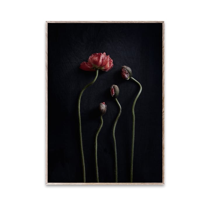 Stil Life 02 Red Poppies poster - 30x40 cm - Paper Collective