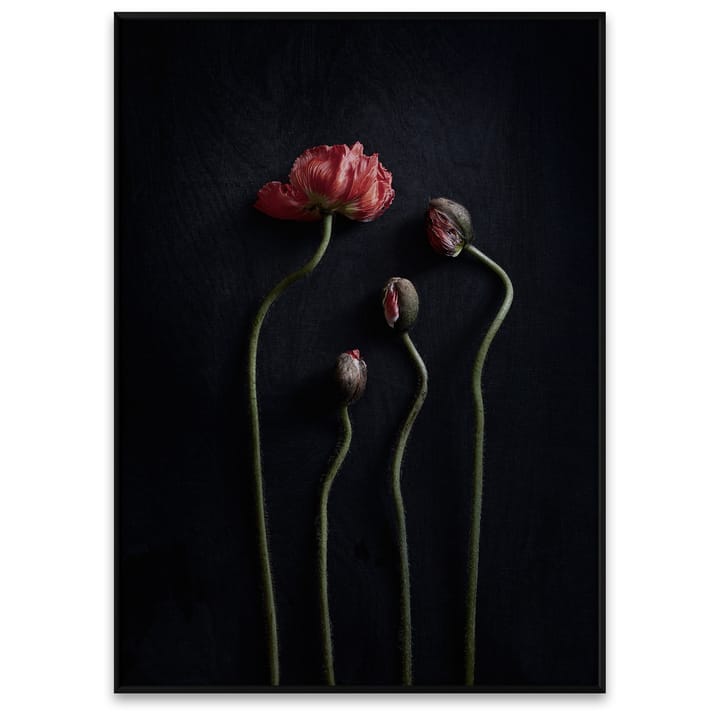 Stil Life 02 Red Poppies poster - 50x70 cm - Paper Collective