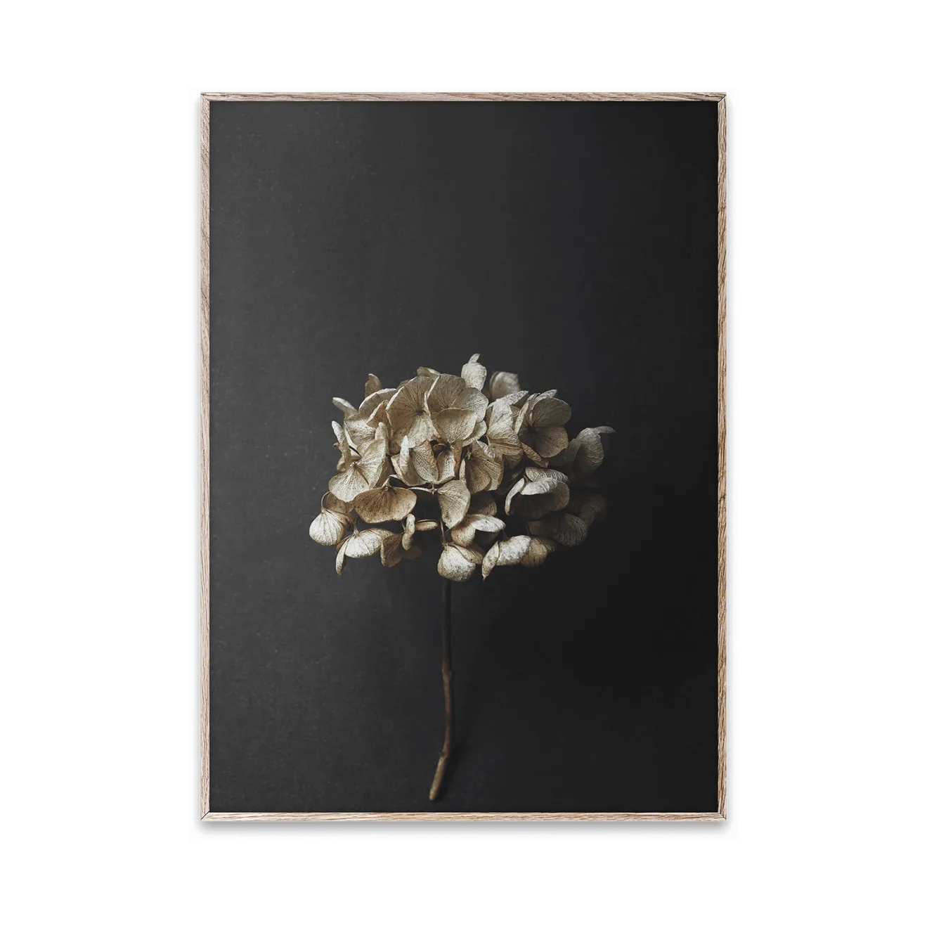Stil Life 04 Hydrangea poster, 30x40 cm Paper Collective