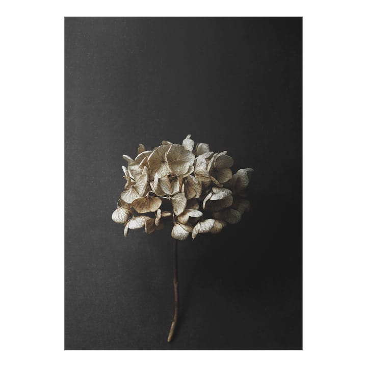 Stil Life 04 Hydrangea poster - 50x70 cm - Paper Collective