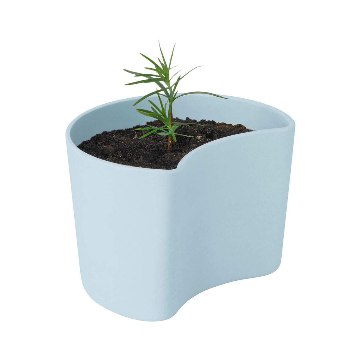 Bilde av RIG-TIG YOUR TREE krukke med frø Blå (Furu)