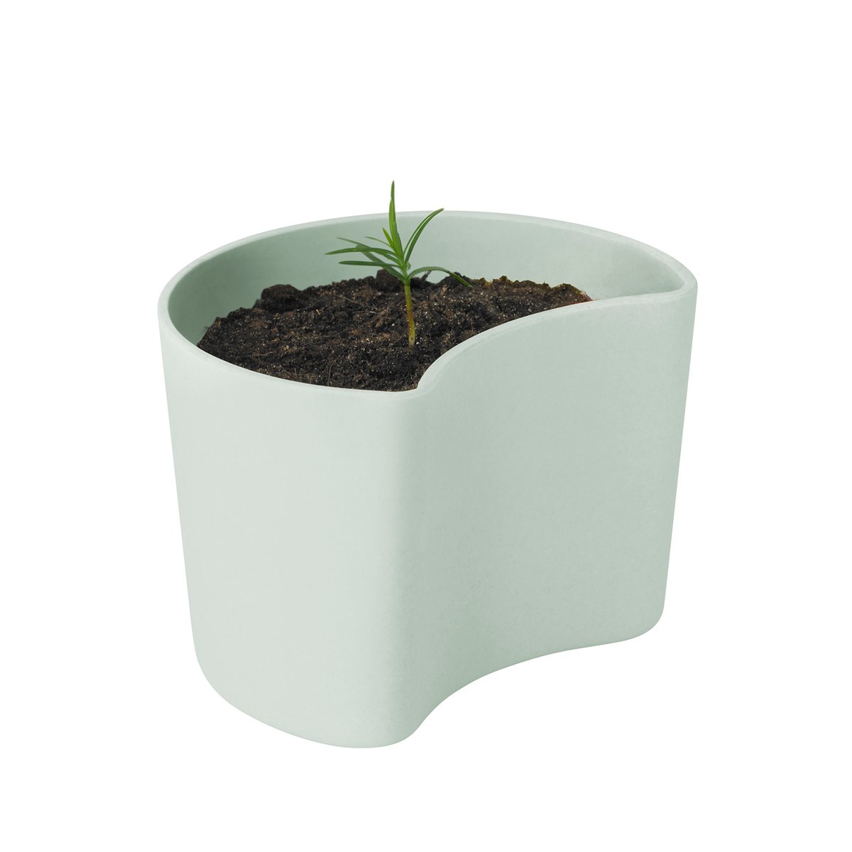 Bilde av RIG-TIG YOUR TREE krukke med frø Grønn (Furu)