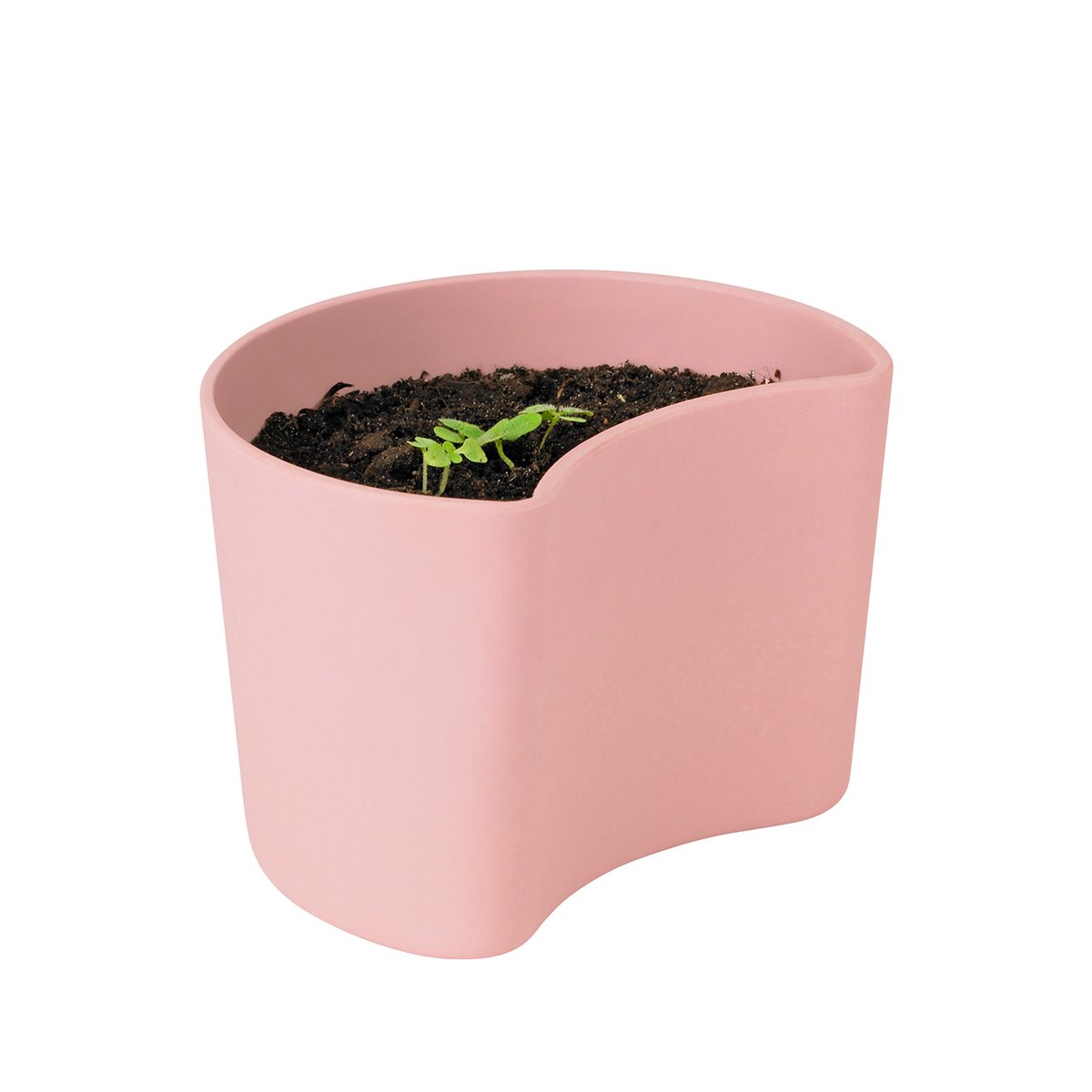 Bilde av RIG-TIG YOUR TREE krukke med frø Rosa (Bjørk)