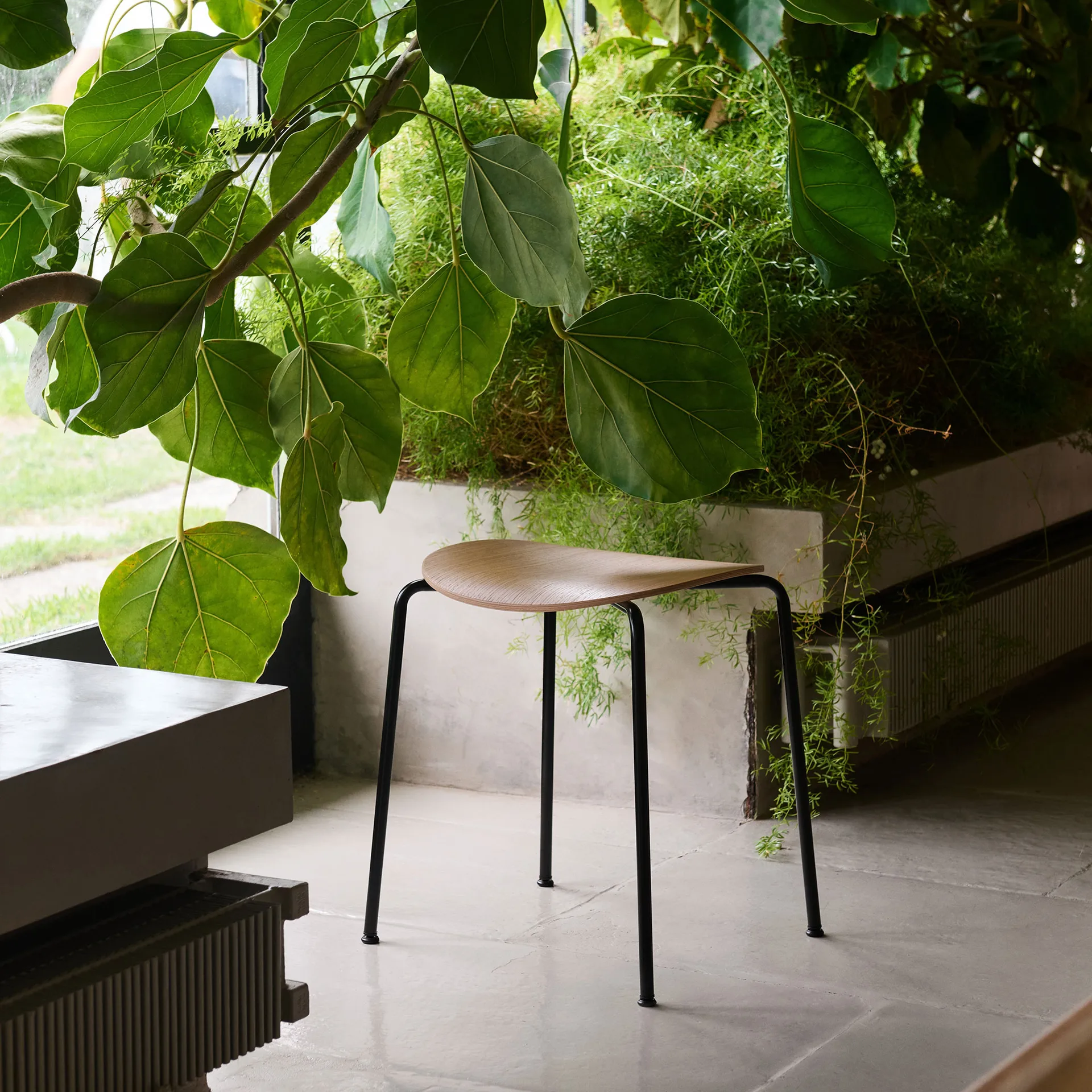 Pavilion AV36 krakk, Black-lacquered oak &Tradition