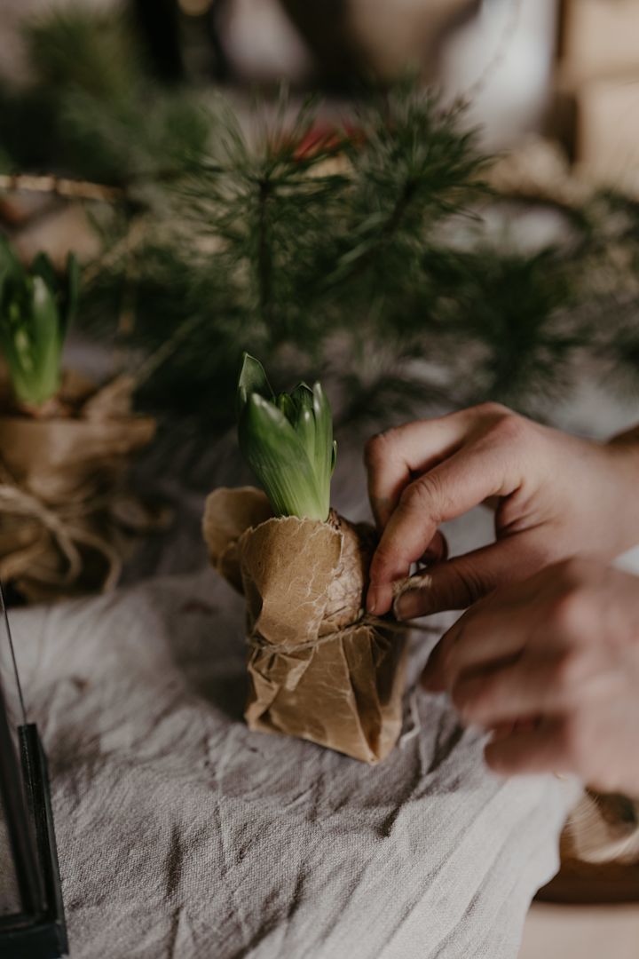 Knyt vokset brunt papir rundt julehyasinter - helt perfekt for juleverkstedet for voksne og barn. Foto: Johanna Berglund @snickargladjen